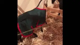 2020 Breyer Barn Tour