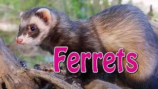 Ferret Care 101