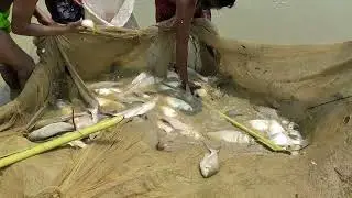 আমার পুকুরের মাছ
