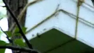 howboutit.flv