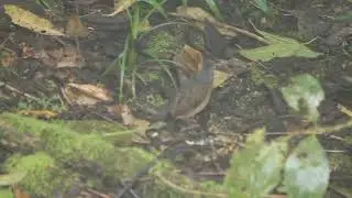 Tororoi Dorsiescamado                                           Scaled Antpitta