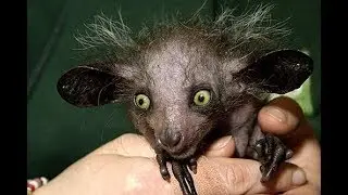 Top 10 Strange and Hideous Creatures - Best News Animals