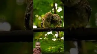 Prem #trending #shorts #viralshorts #birds #birdsmusic #nature #music #love #owl #photography