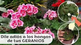 Increíble método para ELIMINAR los hongos de tus plantas.
