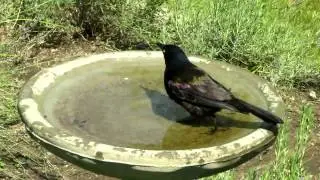 Birds Bathing on a Hot Summer Day. 2014 Summer Bath