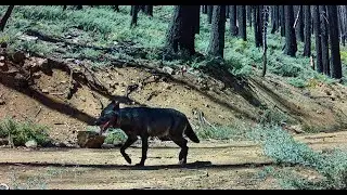 Camera Traps | The California Wolf Project (CAWP)
