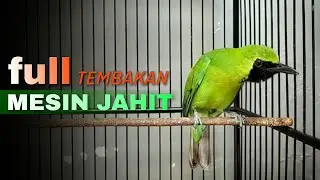 🔴FULL TEMBAKAN MESIN JAHIT‼️CUCAK IJO GACOR NGENTROK MENDONGKRAK BONGKAR ISIAN