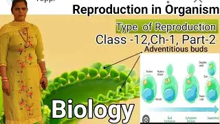 Biology🔥Reproduction in Organism🔥Type of Reproduction🔥Class 12,Ch-1,Part-2# Learningsciencewithsonam