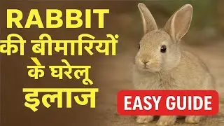 🥶&ldquo;Home Remedies for Rabbit Diseases | A Must-Have Video for Every Rabbit Owner&rdquo;