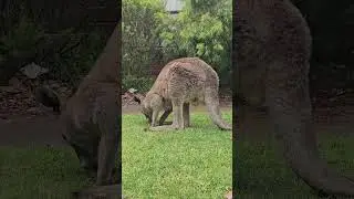 Gaint male kangaroo in Halls Gap  #shortfeed #wildlife #victoria #kangaroo #australia