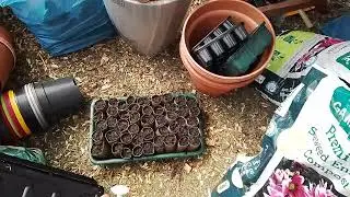 Sowing, Atlantic Giant pumpkin growing challenge 2025 #aggc25