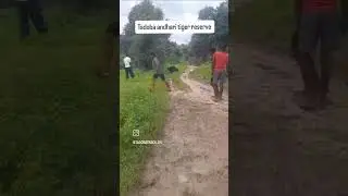 savage sloth bear attack #wildlife #india #deadly #attack #bear #people #trending #youtubeshorts