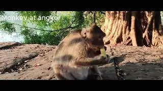 Monkey Lucas and Leyla now