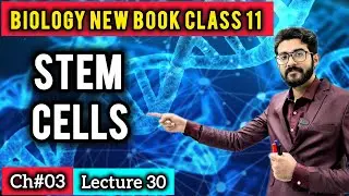 Categories of Stem Cells Class 11 | Embryonic, Adult & Induced Pluripotent Stem Cells | New Book