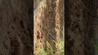 Snake killing