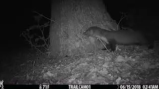 Funny Stone Marten Video Munching On Peanut Butter