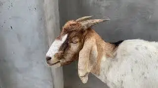 #fun #zoo #fyp #goat #monkey #fish #shortvideo #shorts