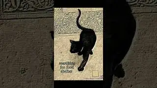 Black cat sacrifice (part 1) #comic #story