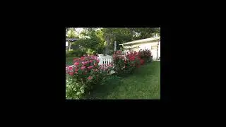 Beautiful Roses From My Garden