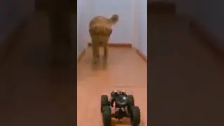 Toy Car Scare Dog!!! #shorts