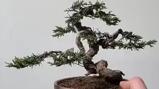 Create a new evergreen bonsai tree in three steps #bonsai #bonsaitree #caraperawatanbonsai
