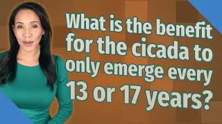 What is the benefit for the cicada to only emerge every 13 or 17 years?