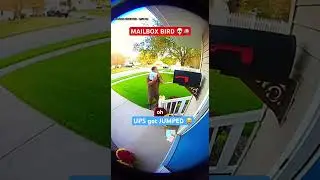 Bird Explodes From Mailbox at UPS Guy 😭🐦💥#ringcam#memes #fail #funny #oops #viral #lol #mailbox