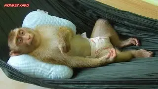 Adorable Kako Carrying Lovely Pillow To Sleep On Hammock