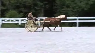 George King Progressive Obstacles Orleton Farm 2013