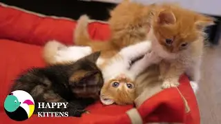 Mom plays with kittens