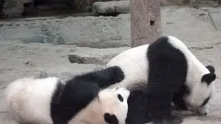 8 Most Beautiful And Largest Animal Collection In Beijing zoo, China