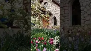#springflowers #весна #garden #садоводничество #springseason #flowers #шортс #shorts #youtubeshorts