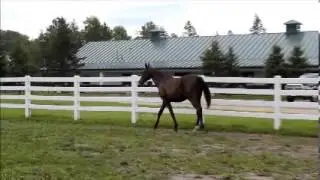 Moon   video Northern Legacy Horse Farm