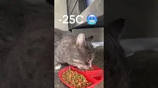 Cold vs Food. Food wins. #cat #straycat #winter