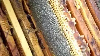جني عسل الخروب لعام 2020