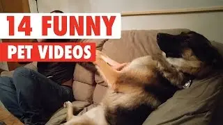 14 Funny Pet Videos Compilation 2017