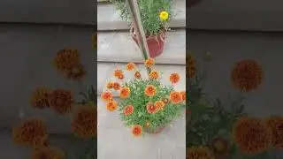 gaillardia flowers #shorts #gaillardia #nature #terracegarden