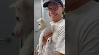 Welpe zieht ein: ZELDA die Wuffzessin #hund #short #wuffzessin #welpe #hundeliebe