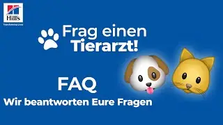 Frag einen Tierarzt! FAQ - H&auml;ufig gestellte Fragen zu Hunde- & Katzenern&auml;hrung #hillspet