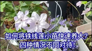 如何快速养大铁线莲小苗？四种情况不同对待；网购的苗收到后如何正确处理？
