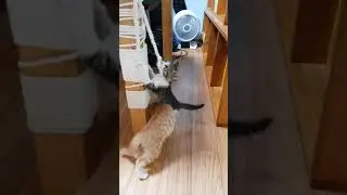 [임보일기]한찌두찌