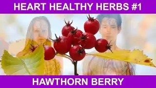 Heart Healthy Benefits - Hawthorn Berry Herbs for Natural Health