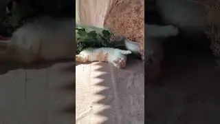 41 good little nice cat cats pet pets #cat #pet #кот #котик #cats #pets #animals #animal #catvideos