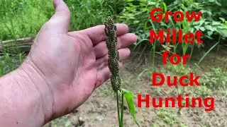 Growing Millet for Ducks | Duck Hunting
