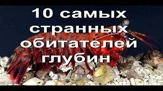 10 Необычных морских обитателей.Морские животные/10 Unusual marine life.Sea animals