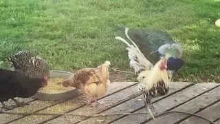 Peacock vs Rooster Drama