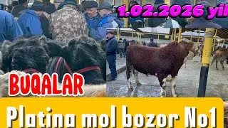 TOSHKENT VIL, BUsTONLIQ TUMANI BUQA NARXLARI