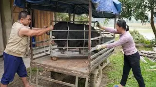 Selling the only pig to pay off debts (the only way to settle debts before the Lunar New Year).