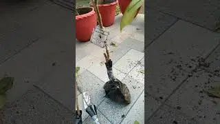 Exotic fruit plants Unboxing video part 2