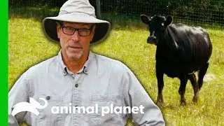 Aggressive Cow Becomes Friendly With Her New Herd! | Saved By The Barn